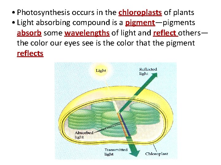  • Photosynthesis occurs in the chloroplasts of plants • Light absorbing compound is
