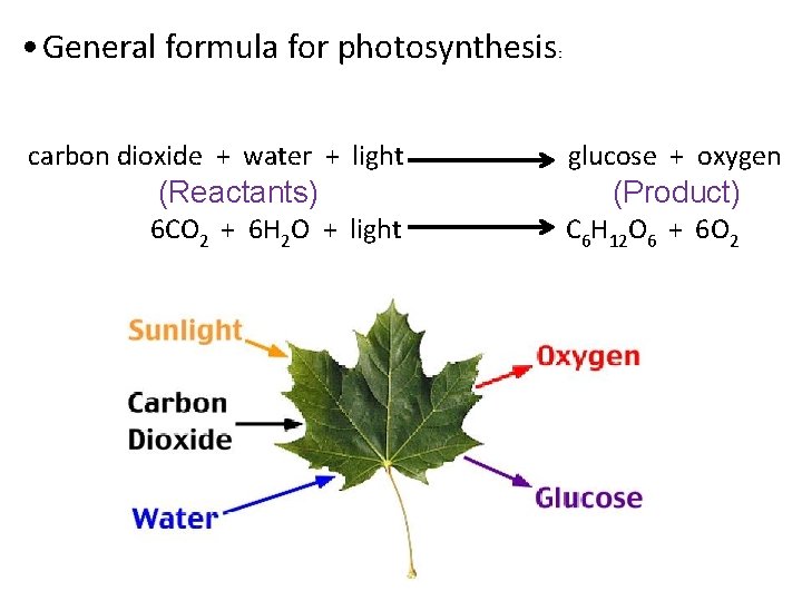  • General formula for photosynthesis carbon dioxide + water + light (Reactants) 6