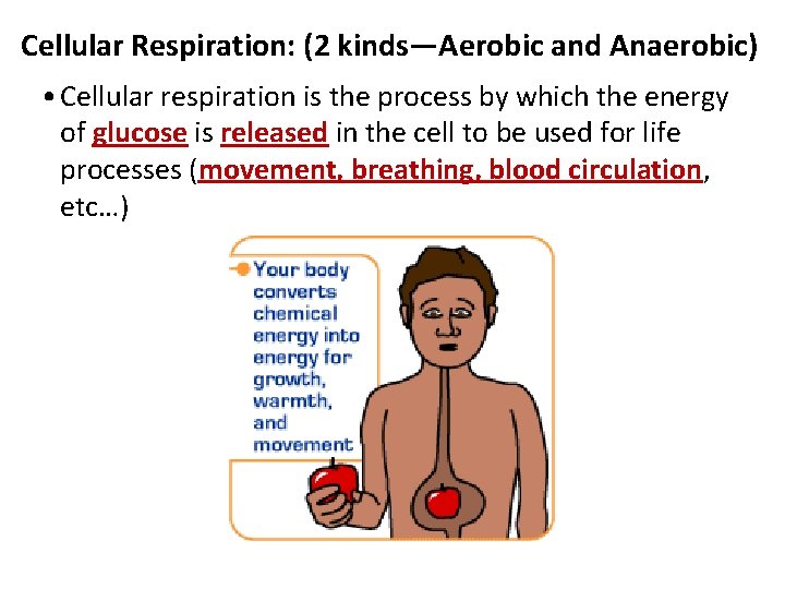 Cellular Respiration: (2 kinds—Aerobic and Anaerobic) • Cellular respiration is the process by which