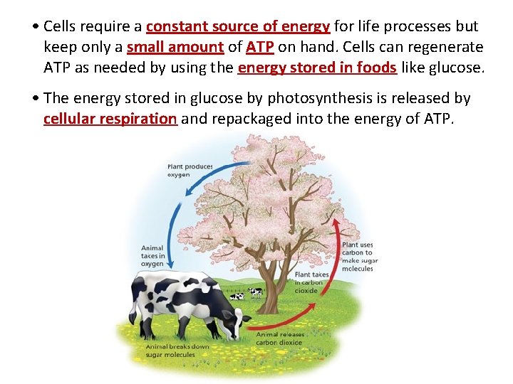  • Cells require a constant source of energy for life processes but keep