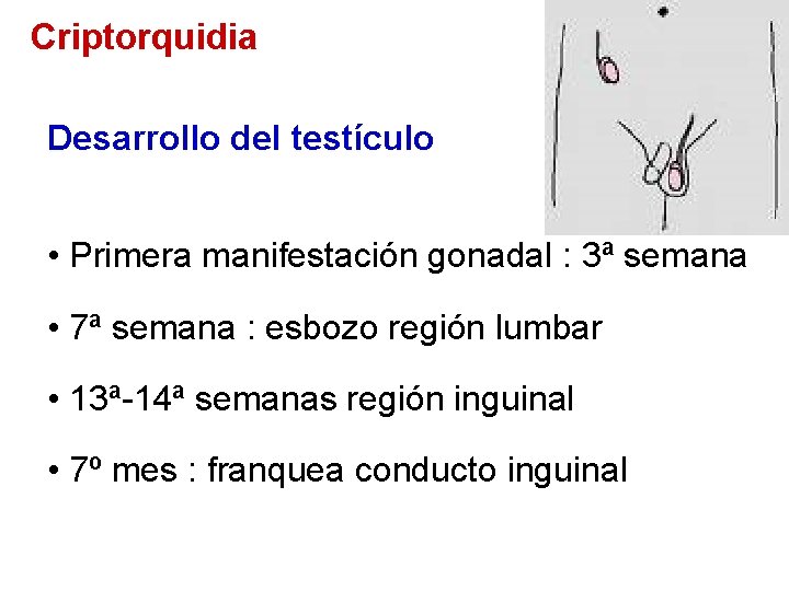 Criptorquidia Desarrollo del testículo • Primera manifestación gonadal : 3ª semana • 7ª semana