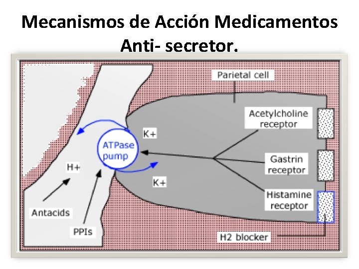 Mecanismos de Acción Medicamentos Anti- secretor. 