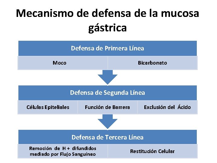 Mecanismo de defensa de la mucosa gástrica Defensa de Primera Línea Moco Bicarbonato Defensa