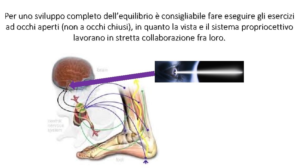 Per uno sviluppo completo dell’equilibrio è consigliabile fare eseguire gli esercizi ad occhi aperti