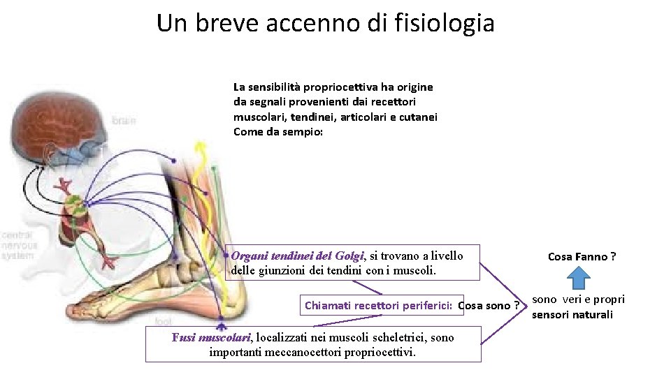 Un breve accenno di fisiologia La sensibilità propriocettiva ha origine da segnali provenienti dai
