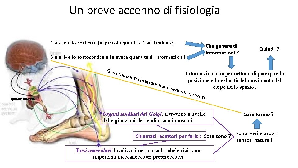 Un breve accenno di fisiologia Sia a livello corticale (in piccola quantità 1 su
