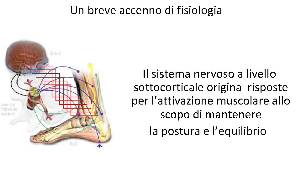 Un breve accenno di fisiologia Il sistema nervoso a livello sottocorticale origina risposte per