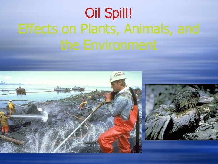 Oil Spill! Effects on Plants, Animals, and the Environment Oil Spill! Effects on Plants, Animals, and the Environment