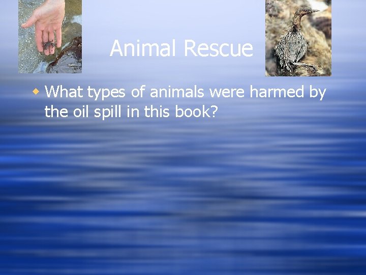 Animal Rescue w What types of animals were harmed by the oil spill in Animal Rescue w What types of animals were harmed by the oil spill in