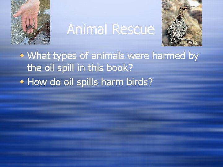 Animal Rescue w What types of animals were harmed by the oil spill in Animal Rescue w What types of animals were harmed by the oil spill in