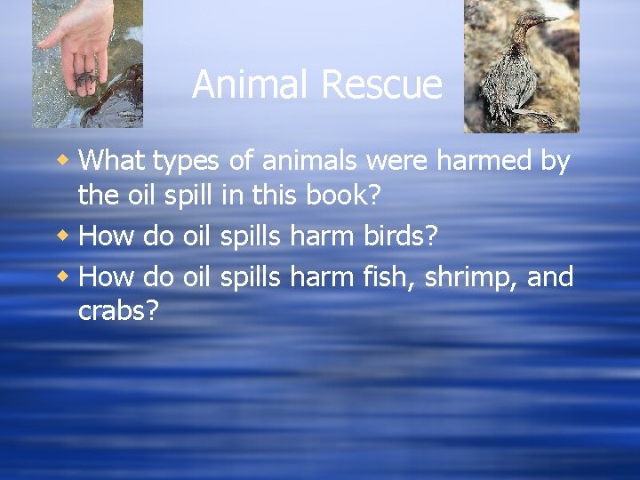 Animal Rescue w What types of animals were harmed by the oil spill in Animal Rescue w What types of animals were harmed by the oil spill in