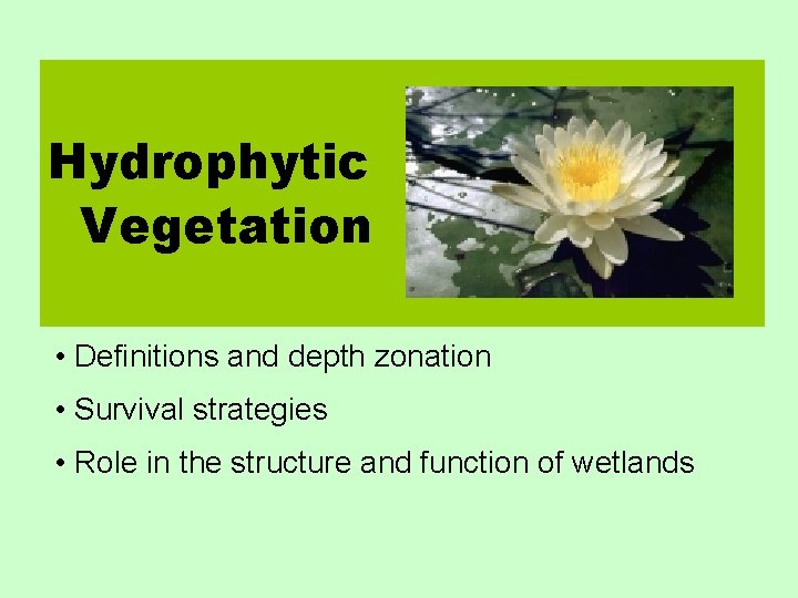 Hydrophytic Vegetation • Definitions and depth zonation • Survival strategies • Role in the