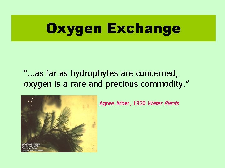 Oxygen Exchange “…as far as hydrophytes are concerned, oxygen is a rare and precious