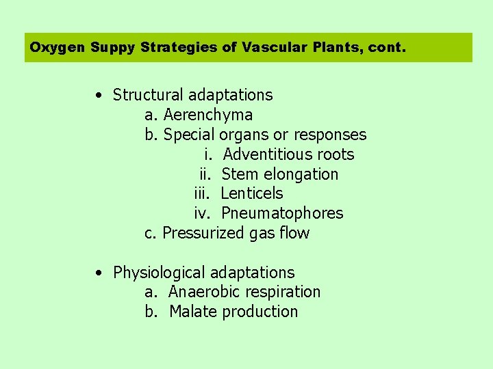 Oxygen Suppy Strategies of Vascular Plants, cont. • Structural adaptations a. Aerenchyma b. Special