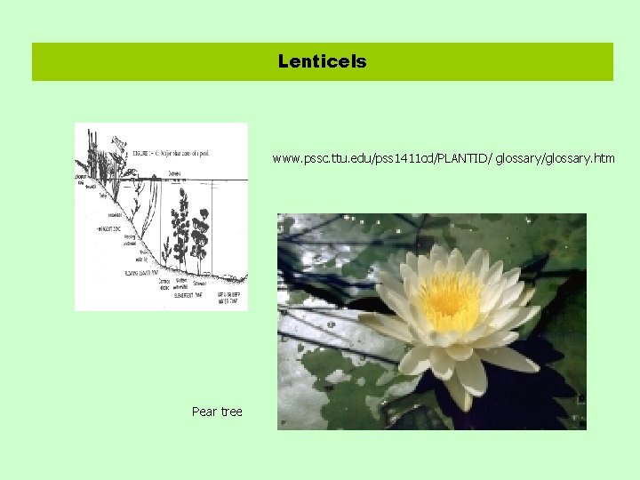 Lenticels www. pssc. ttu. edu/pss 1411 cd/PLANTID/ glossary/glossary. htm Pear tree 