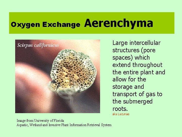 Oxygen Exchange Aerenchyma Large intercellular structures (pore spaces) which extend throughout the entire plant
