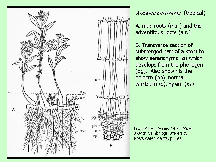 Jussiaea peruviana (tropical) A. mud roots (m. r. ) and the adventitous roots (a.