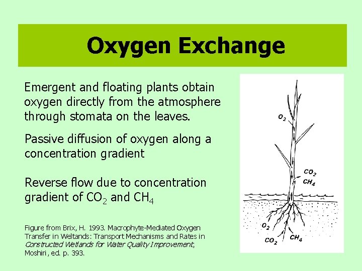 Oxygen Exchange Emergent and floating plants obtain oxygen directly from the atmosphere through stomata