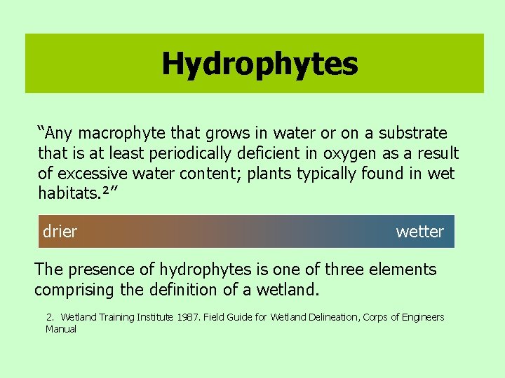 Hydrophytes “Any macrophyte that grows in water or on a substrate that is at