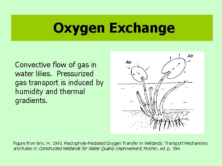 Oxygen Exchange Convective flow of gas in water lilies. Pressurized gas transport is induced