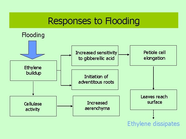Responses to Flooding Increased sensitivity to gibberellic acid Ethylene buildup Cellulase activity Petiole cell