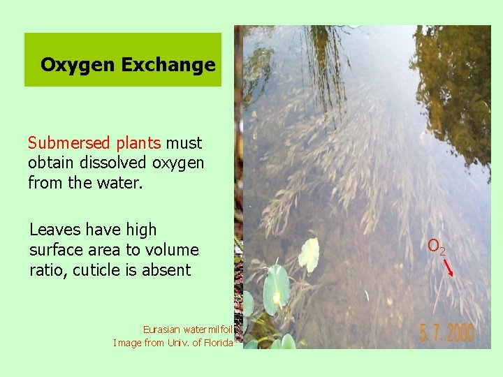 Oxygen Exchange Submersed plants must obtain dissolved oxygen from the water. Leaves have high