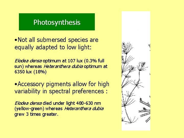 Photosynthesis • Not all submersed species are equally adapted to low light: Elodea densa