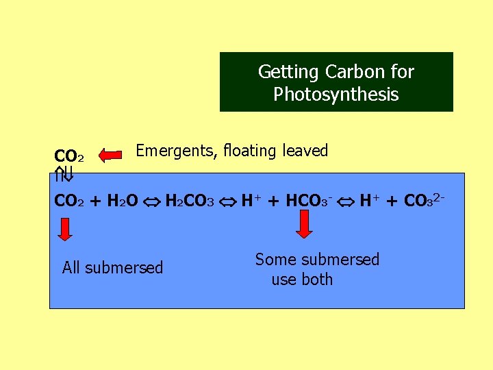 Getting Carbon for Photosynthesis CO 2 Emergents, floating leaved CO 2 + H 2