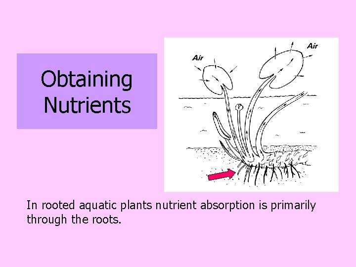 Obtaining Nutrients In rooted aquatic plants nutrient absorption is primarily through the roots. 