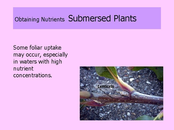 Obtaining Nutrients Some foliar uptake may occur, especially in waters with high nutrient concentrations.
