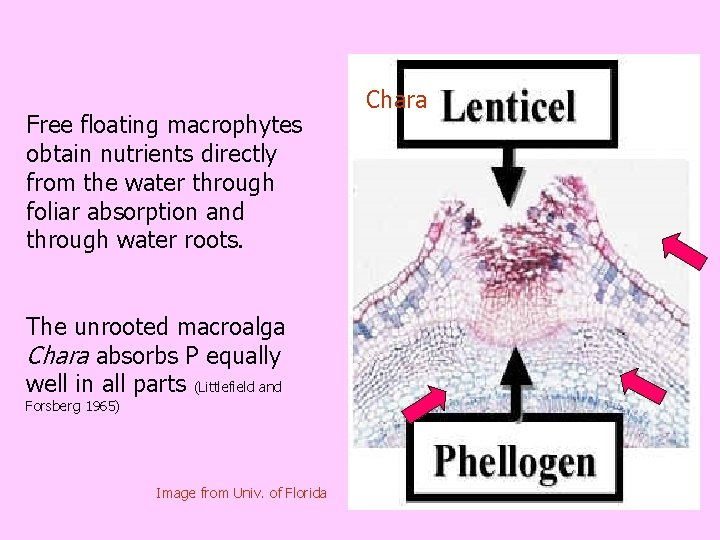 Free floating macrophytes obtain nutrients directly from the water through foliar absorption and through