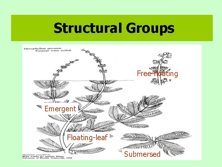 Structural Groups Free-floating Emergent Floating-leaf Submersed 