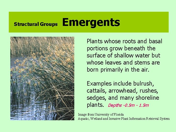 Structural Groups Emergents Plants whose roots and basal portions grow beneath the surface of
