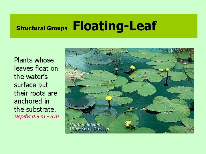 Structural Groups Plants whose leaves float on the water’s surface but their roots are