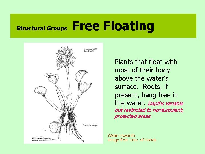 Structural Groups Free Floating Plants that float with most of their body above the
