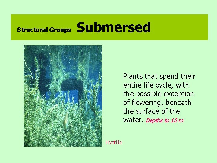 Structural Groups Submersed Plants that spend their entire life cycle, with the possible exception