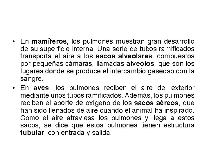 • En mamíferos, los pulmones muestran gran desarrollo de su superficie interna. Una • En mamíferos, los pulmones muestran gran desarrollo de su superficie interna. Una