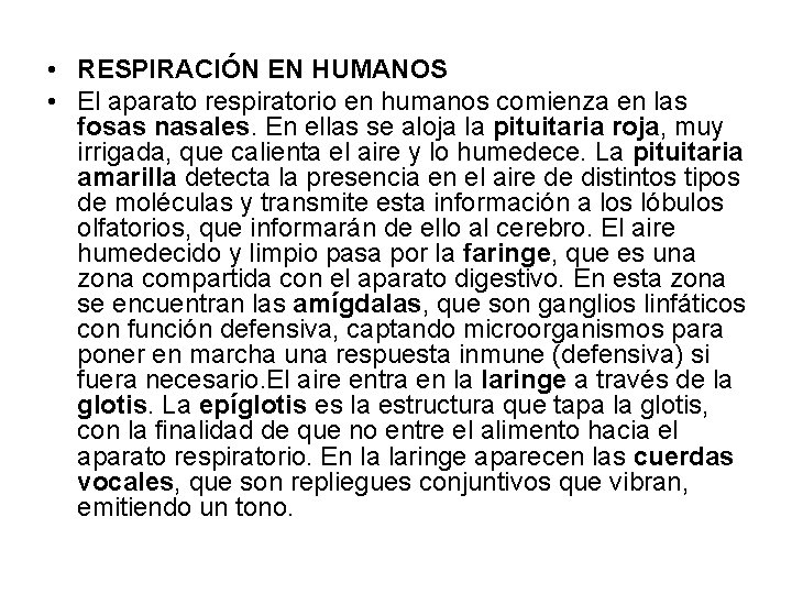 • RESPIRACIÓN EN HUMANOS • El aparato respiratorio en humanos comienza en las • RESPIRACIÓN EN HUMANOS • El aparato respiratorio en humanos comienza en las