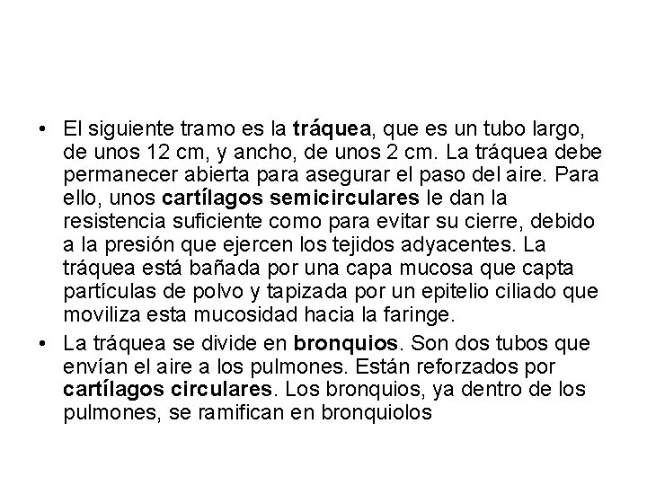 • El siguiente tramo es la tráquea, que es un tubo largo, de • El siguiente tramo es la tráquea, que es un tubo largo, de