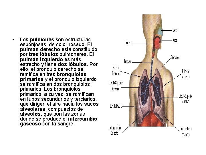 • Los pulmones son estructuras esponjosas, de color rosado. El pulmón derecho está • Los pulmones son estructuras esponjosas, de color rosado. El pulmón derecho está