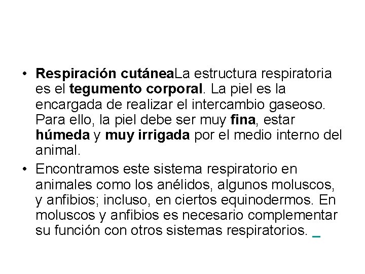 • Respiración cutánea. La estructura respiratoria es el tegumento corporal. La piel es • Respiración cutánea. La estructura respiratoria es el tegumento corporal. La piel es