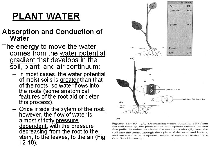 PLANT WATER Absorption and Conduction of Water The energy to move the water comes