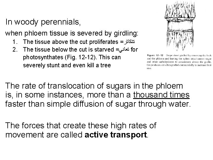 In woody perennials, when phloem tissue is severed by girdling: 1. The tissue above