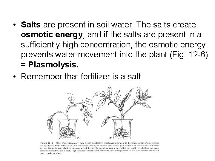  • Salts are present in soil water. The salts create osmotic energy, and