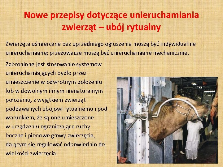 Nowe przepisy dotyczące unieruchamiania zwierząt – ubój rytualny Zwierzęta uśmiercane bez uprzedniego ogłuszenia muszą