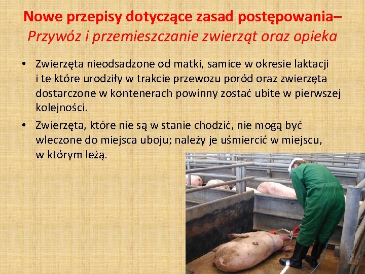 Nowe przepisy dotyczące zasad postępowania– Przywóz i przemieszczanie zwierząt oraz opieka • Zwierzęta nieodsadzone