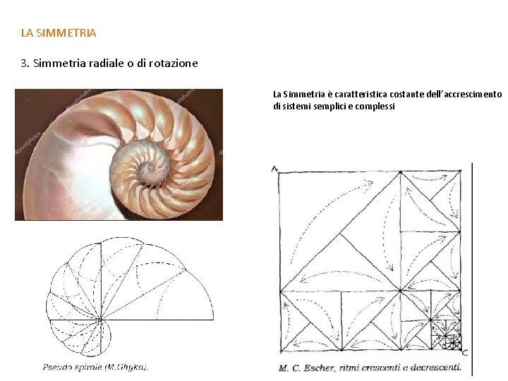 LA SIMMETRIA 3. Simmetria radiale o di rotazione La Simmetria è caratteristica costante dell’accrescimento