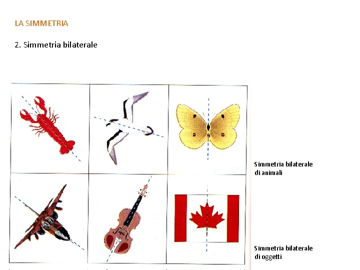 LA SIMMETRIA 2. Simmetria bilaterale di animali Simmetria bilaterale di oggetti 