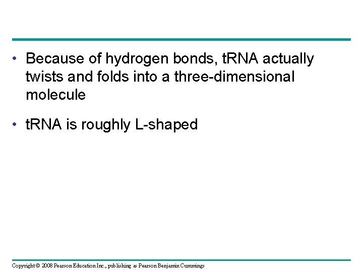  • Because of hydrogen bonds, t. RNA actually twists and folds into a