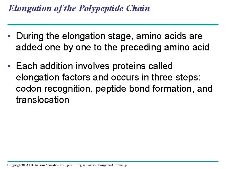 Elongation of the Polypeptide Chain • During the elongation stage, amino acids are added